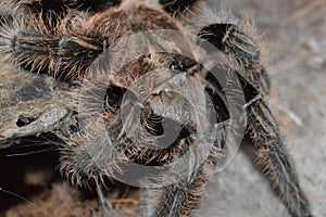 Brachypelma albopilosum