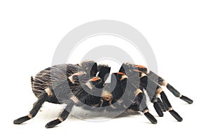 Brachypelma auratum  Mexican flame knee isolated on white