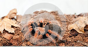 Brachypelma boehmei