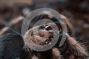 Brachypelma boehmei spider close up