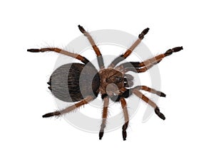 Brachypelma boehmei tarantula spider on white