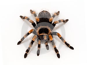 Brachypelma hamorii copyright Ernie Cooper 2018