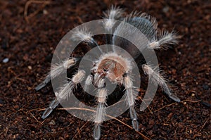 Brachypelma hamorii spider close up