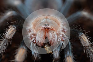 Brachypelma hamorii spider close up