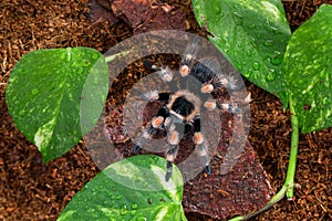 Brachypelma hamorii tarantula on the ground