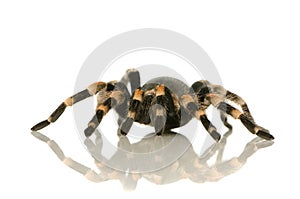 Brachypelma smithi