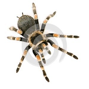 Brachypelma smithi