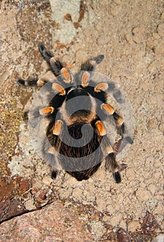 Brachypelma Smithi