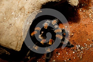 Brachypelma Smithi Mexican Redknee