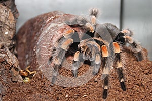 Brachypelma smithi spider