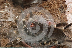 Brachypelma smithi spider during moult