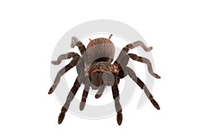 Brachypelma vagans spider Isolated