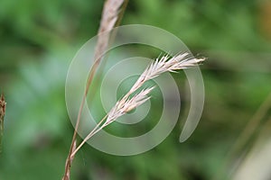 Brachypodium sylvaticum, commonly known as false-brome, slender false brome or wood false brome