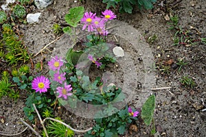 Brachyscome blooms in July. Berlin, Germany