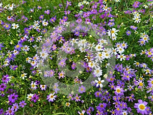 Brachyscome iberidifolia, swan river daisy in garden.