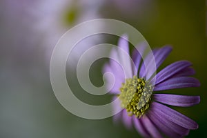 Brachyscome iberidifolia, the Swan River daisy from Western Australia