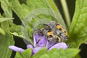 Brachyta interrogationis mating