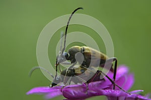 Brachyta interrogationis mating