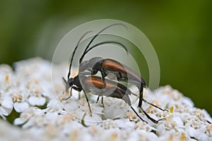 Brachyta interrogationis mating
