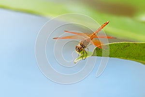 Brachythemis contaminata  ditch jewel, is a species of dragonfly in the family Libellulidae. It is found in many Asian countries