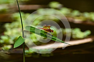 Brachythemis contaminata, ditch jewel, is a species of dragonfly in the family Libellulidae. It is found in many Asian countries