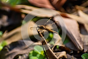 Brachythemis contaminata, ditch jewel, is a species of dragonfly in the family Libellulidae. It is found in many Asian countries