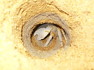 Brachyura crab hiding deep ins sand closeup