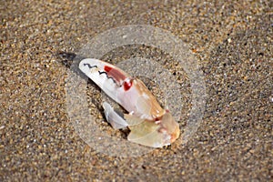 Brachyura crab on sea shore