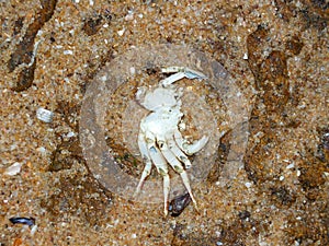 Brachyura white crab walking in the sea shore