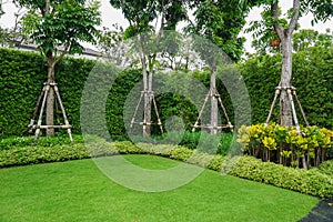 Bracing preventing falling trees in the green lawn,copy space,  Hog plum, Wild Mango