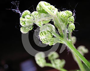 Bracken photo