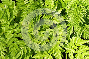 Bracken Background photo