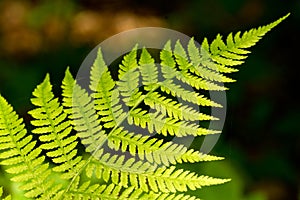 Bracken, close up photo