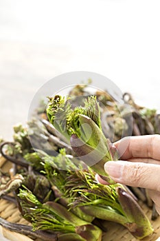 Bracken and cod buds in bamboo colander