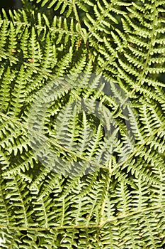 Bracken fern background