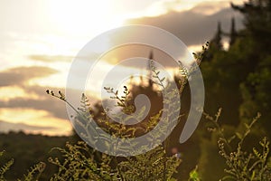 Bracken fern glow