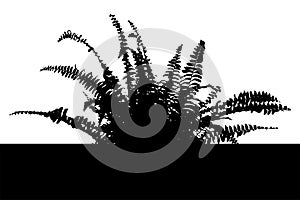Bracken - fern - plant - black silhouette.