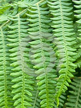 Bracken fern Pteridium aquilinum green leaves close up.Natural background for design.