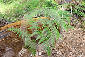 Bracken fern Pteridium species West Australia