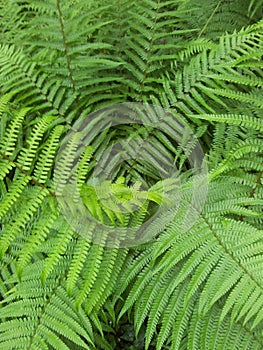 Bracken photo