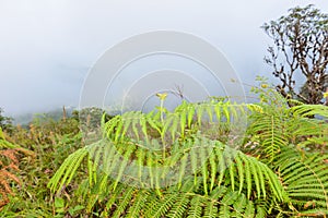 BRACKEN in Kew Mae Pan Nature Trail Trekking trail leading through jungle