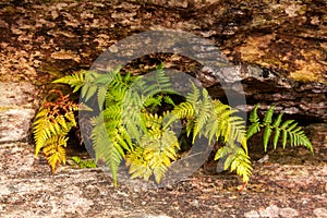 Bracken in quartzite rock photo