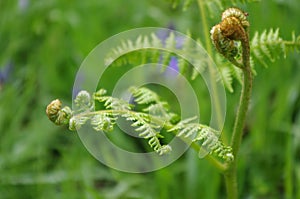 Bracken unfurling