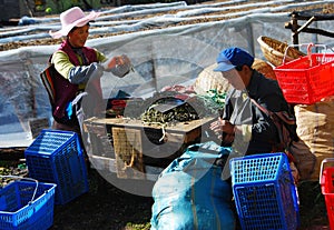 Brackens in southwest china