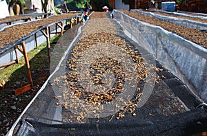 brackens in southwest china