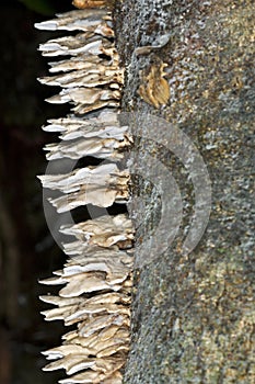 Bracket fungi