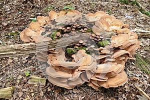 Bracket fungi