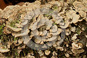 Bracket Fungi (Basidiomycota) photo