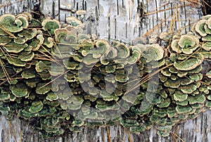 Bracket Fungi On Birch Log