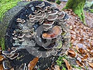 Bracket fungi growing on old stumps